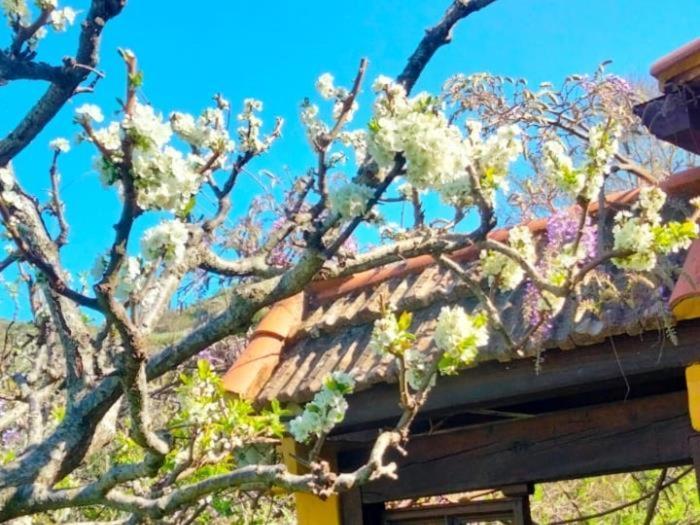 Holiday home Vivelorural El Caminante- Valleseco, Private Pool Valleseco